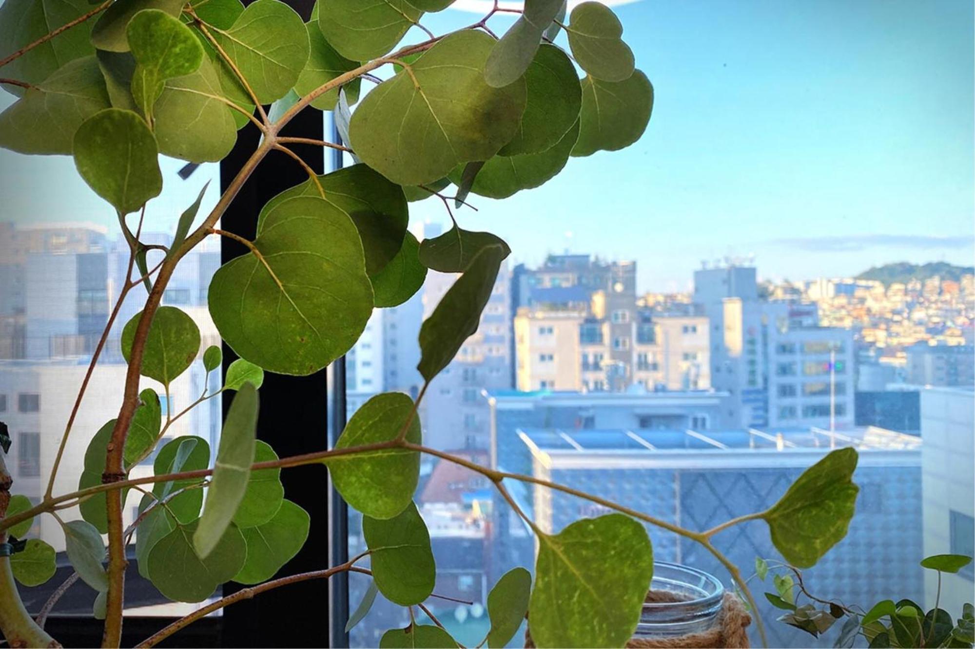 Voll Hotel Seoul